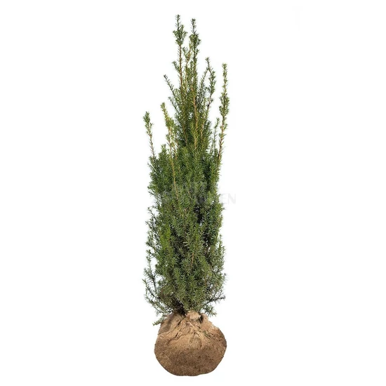 Taxus x media 'Hicksii' / Oszlopos tiszafa (földlabdás)