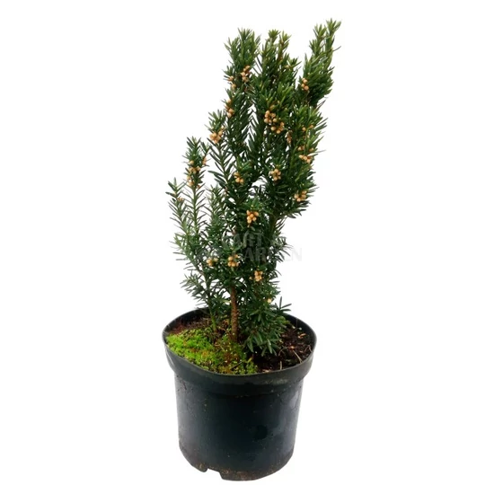 Taxus x media 'Hicksii' / Oszlopos tiszafa