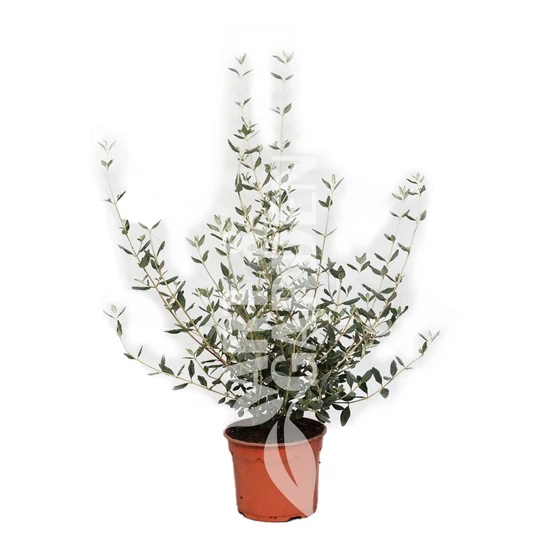 Teucrium fruticans / Ezüstbokor (cserjés gamandor)