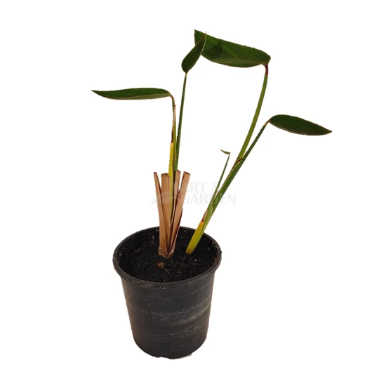 Thalia dealbata / Vízigyömbér