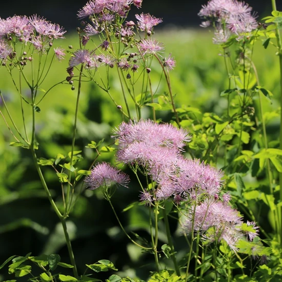 Thalictrum aquilegifolium / Erdei borkóró
