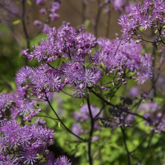 Thalictrum aquilegifolium 'Black Stockings' / Erdei borkóró