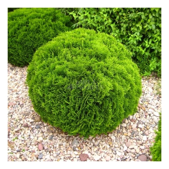 Thuja occidentalis 'Danica' / Törpe gömbtuja 'Danica'