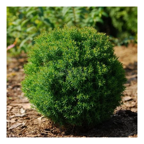 Thuja occidentalis 'Teddy' / Törpe gömbtuja