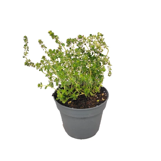 Thymus citriodorus 'Mystic Lemon' / Citrom illatú kakukkfű