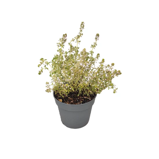 Thymus x citriodorus 'Silver Queen' / Citrom illatú kakukkfű