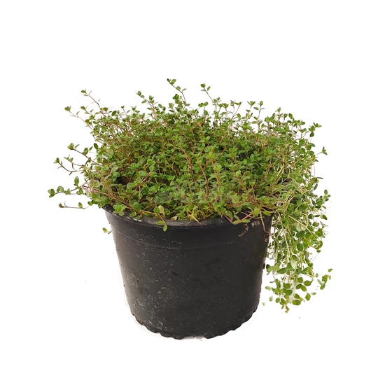 Thymus praecox 'Pseudolanuginosus' / Gyapjas kakukkfű