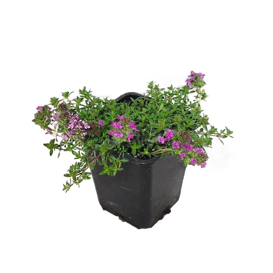 Thymus  praecox 'Red Carpet' / Korai kakukkfű