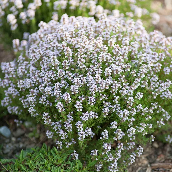 Thymus vulgaris 'Compactus' / Kerti kakukkfű