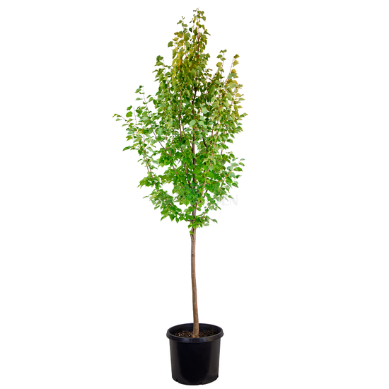 Tilia cordata 'Greenspire' / Kis levelű hársfa