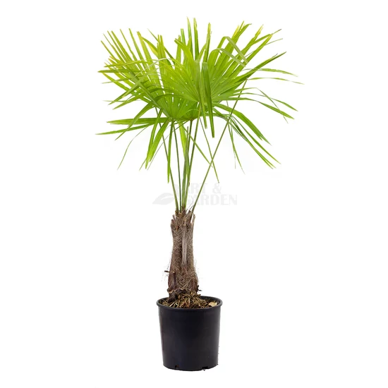 Trachycarpus fortunei / Kínai kenderpálma
