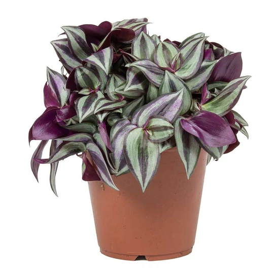 Tradescantia fluminensis 'Quadricolor' / Zebrapletyka