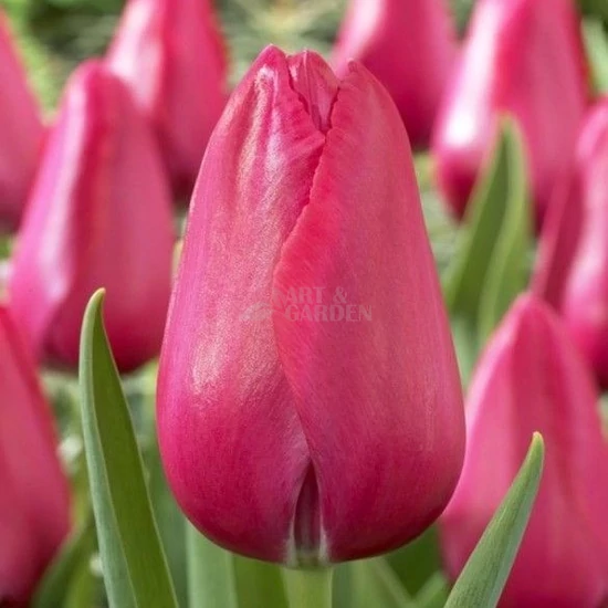 Tulipa 'Big Love' / Tulipán