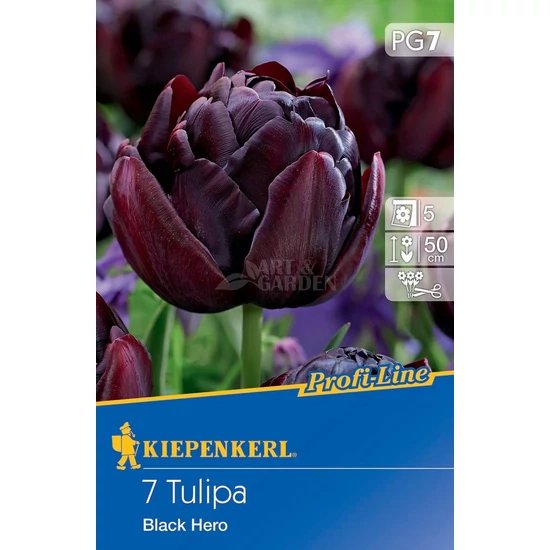 Tulipa 'Black Hero' / 'Black Hero' kései teltvirágú tulipán virághagyma
