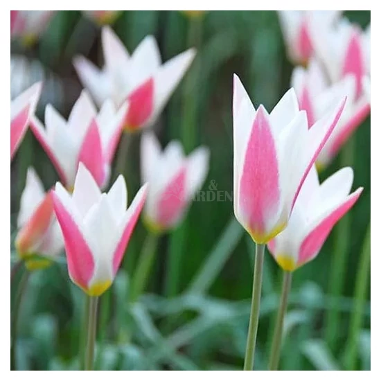 Tulipa clusiana / Clusius-tulipán virághagyma