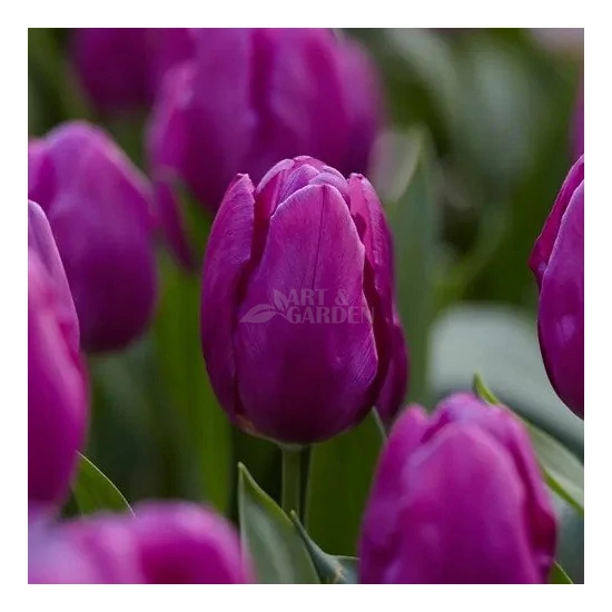 Tulipa 'Purple Prince' / Tulipán