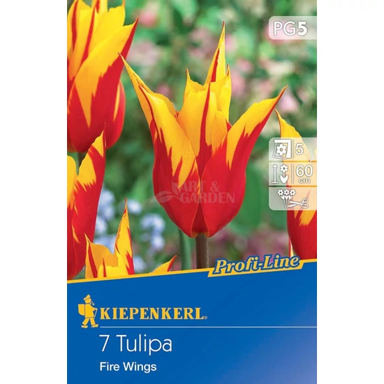 Tulipa 'Fire Wings' / 'Fire Wings' liliomvirágú tulipán virághagyma