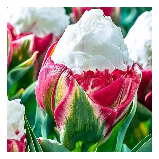 Tulipa 'Ice Cream' / Tulipán