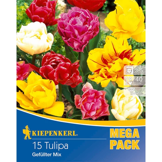 Tulipa 'Mega Pack' / Teltvirágú tulipán mix virághagyma