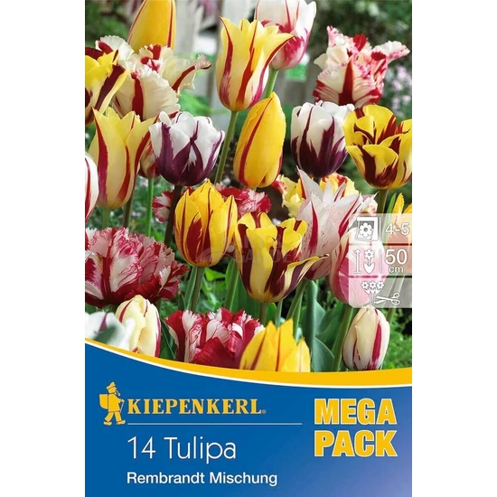 Tulipa 'Rembrandt Mega Pack' / 'Rembrandt' tulipán mix virághagyma