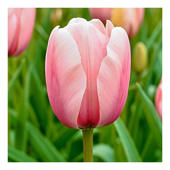 Tulipa 'Salmon Impression' / Tulipán