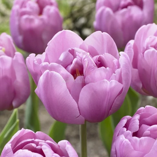 Tulipa 'Tabledance' / Tulipán