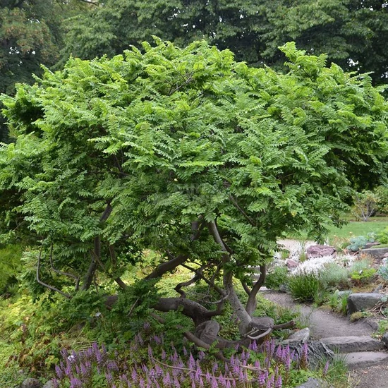 Ulmus elegantissima 'Jacqueline Hillier' / Törpe szilfa