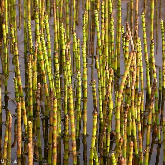 Equisetum fluviatile / Iszapzsurló