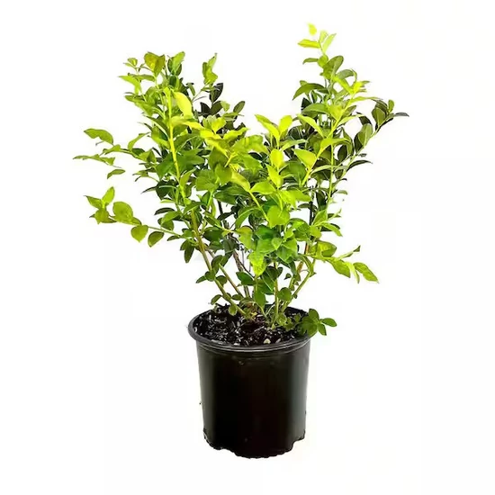 Vaccinium corymbosum 'Bonus' / Óriás termésű kék áfonya