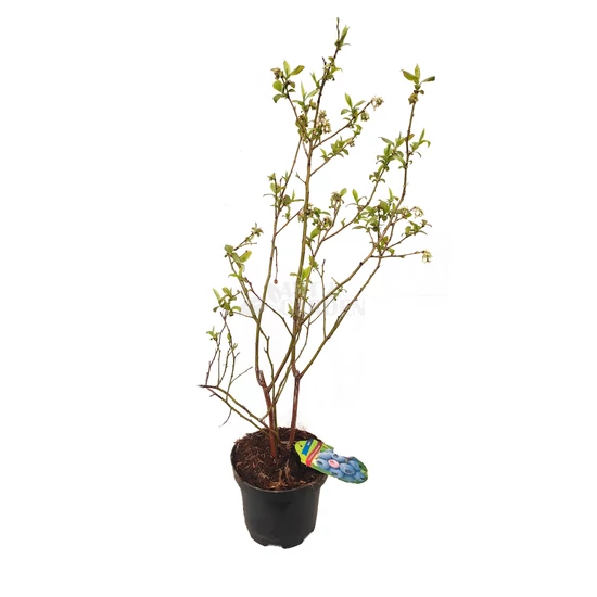 Vaccinium corymbosum 'Chandler' / Kék áfonya bokor