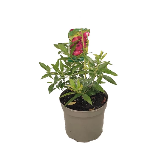 Vaccinium corymbosum 'Pink Lemonade' / Rózsaszín termésű áfonya bokor