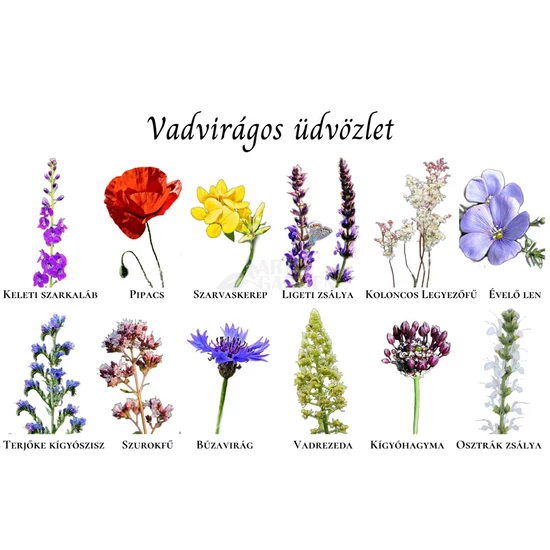 Vadvirágos üdvözlet képeslap