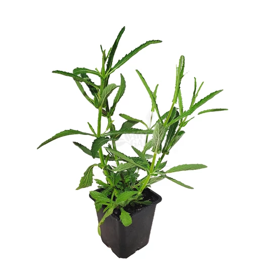 Verbena bonariensis 'Lollipop' / Ernyős verbéna