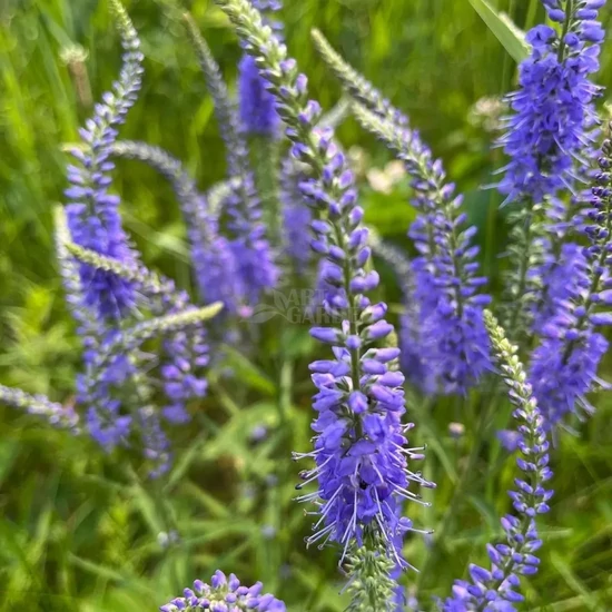 Veronica spicata / Macskafarkú veronika