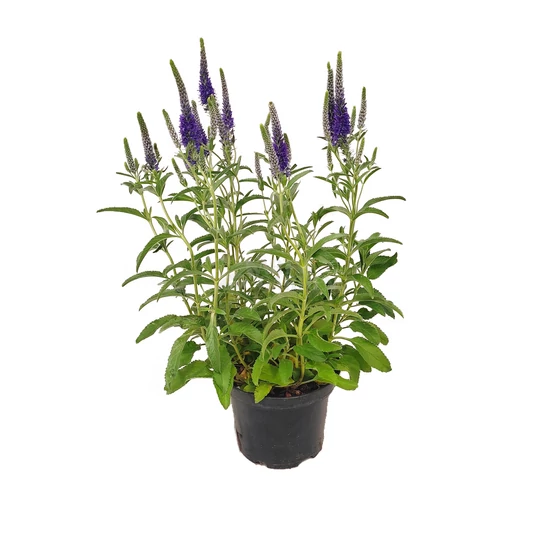 Veronica spicata 'Anniversary Blue' / Kék virágszínű macskafarkú veronika
