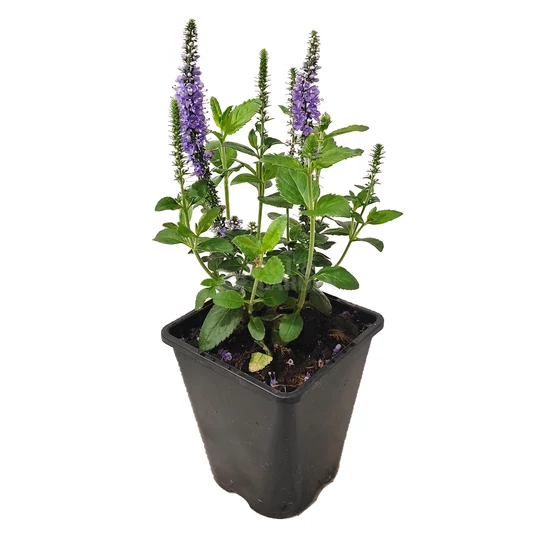 Veronica spicata 'Candela Blue' / Liláskék virágszínű macskafarkú veronika