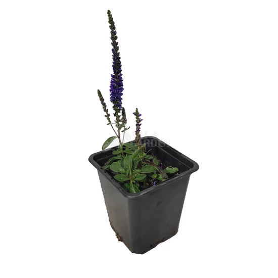 Veronica spicata 'Nana Blauteppich' / Liláskék virágszínű macskafarkú veronika