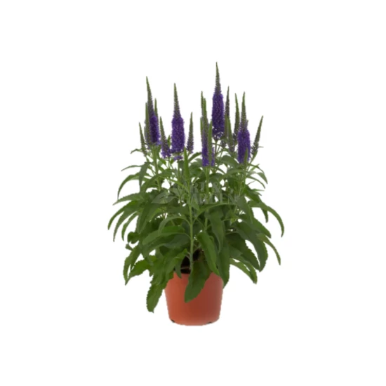 Veronica spicata 'Royal Candles' / Kék virágszínű macskafarkú veronika