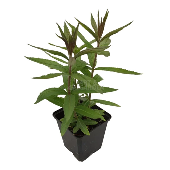 Veronicastrum virginicum 'Album' / Fehér virágú virginiai veronika