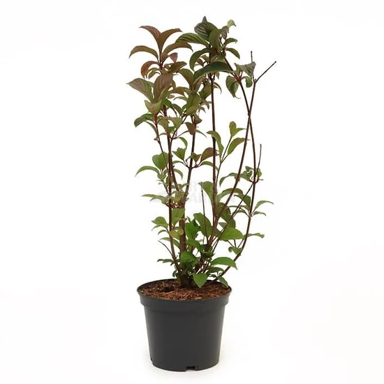Viburnum x bodnantense 'Dawn' / Kikeleti bangita