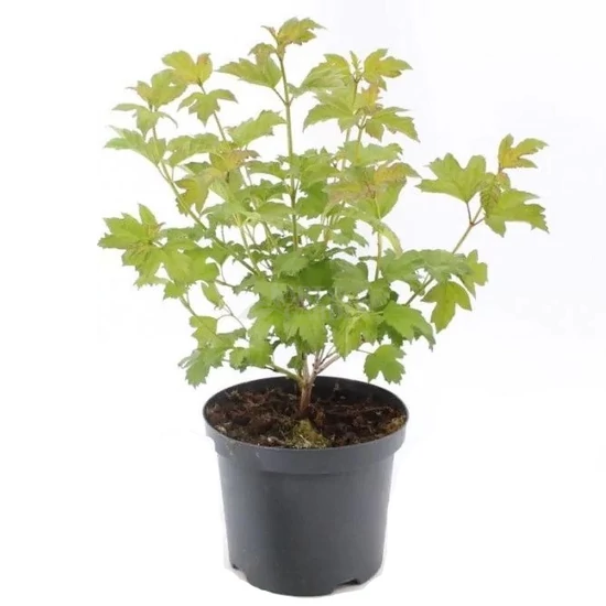 Viburnum opulus 'Roseum' / Labdarózsa