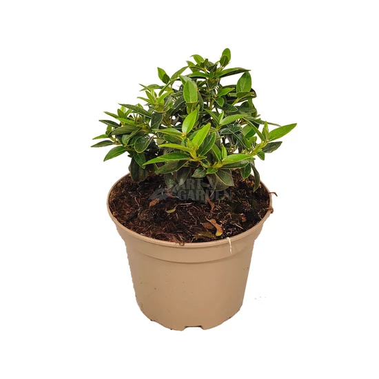 Viburnum tinus 'Eve Price' / Téli bangita