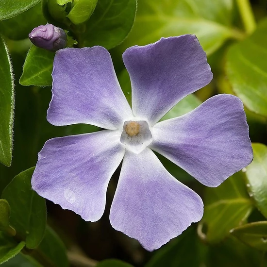 Vinca major / Nagy meténg