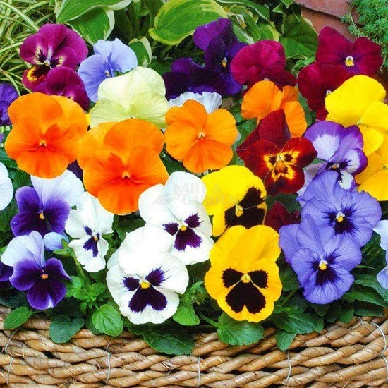 Viola x wittrockiana / Nagy virágú árvácska