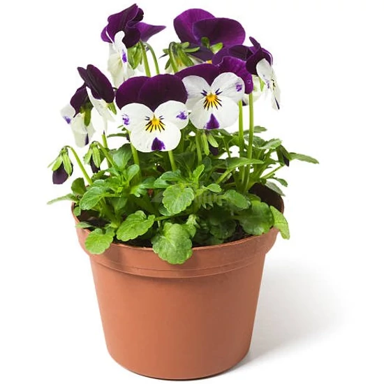 Viola x wittrockiana / Kis virágú árvácska