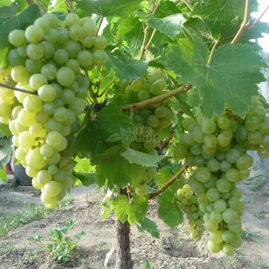 Vitis x 'Csabagyöngye' / 'Csabagyöngye' konténeres csemegeszőlő oltvány