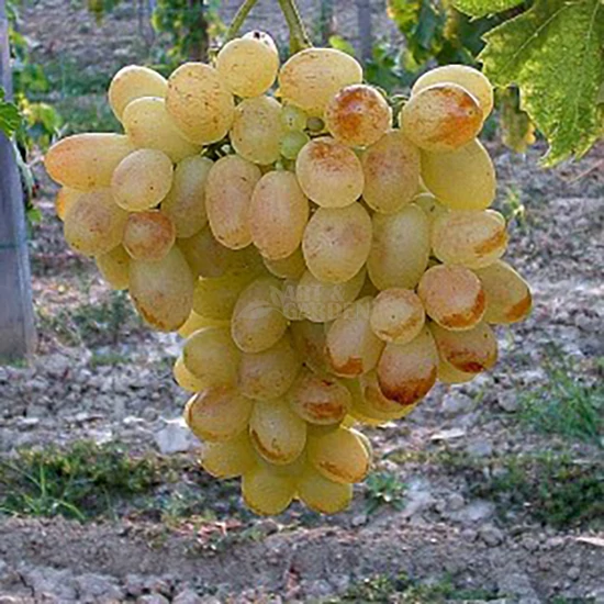 Vitis x 'Éva' / 'Éva' konténeres csemegeszőlő oltvány