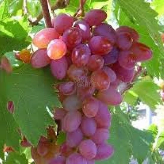 Vitis x 'Kismis Moldavszkij' / 'Kismis Moldavszkij' csemegeszőlő oltvány (szabadgyökeres)