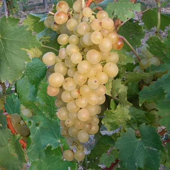 Vitis x 'Pannónia kincse' / 'Pannónia kincse' csemegeszőlő oltvány (szabadgyökeres)