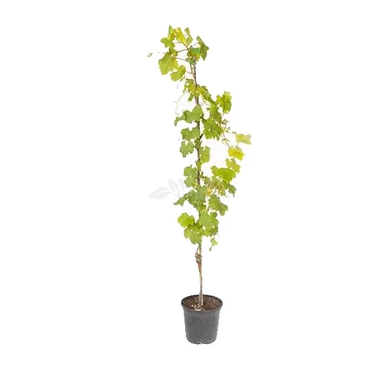 Vitis x 'Sugraone' / 'Sugraone' konténeres csemegeszőlő oltvány